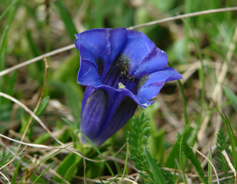 Gentiana acaulis