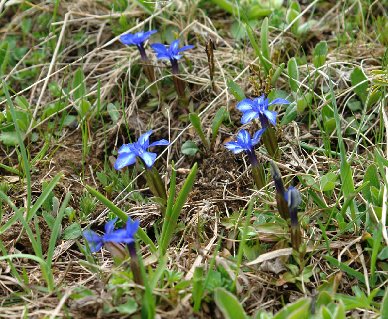 Gentiana verna