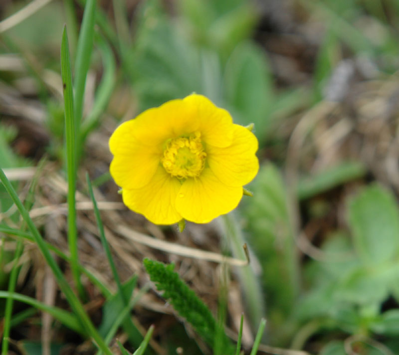 Geum montanum