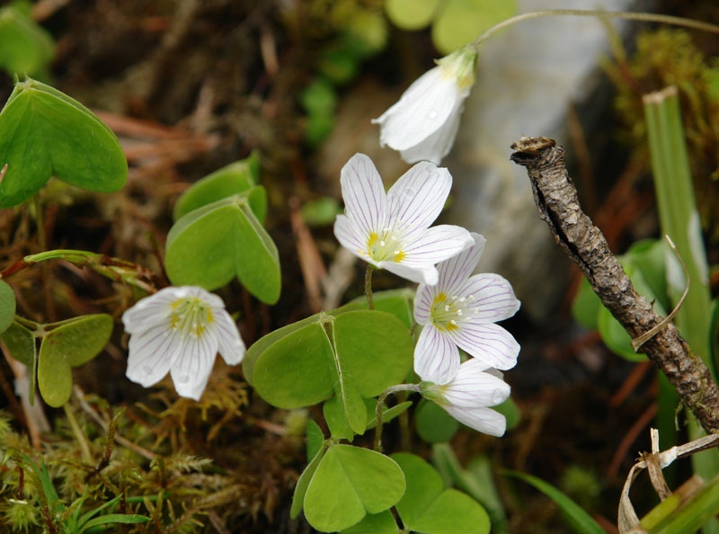 Oxalis acetosella