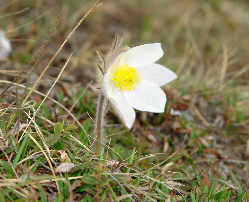 Pulsatilla vernalis