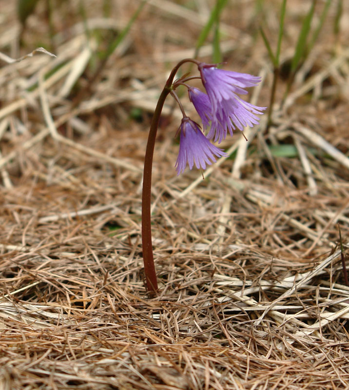 Soldanella alpina