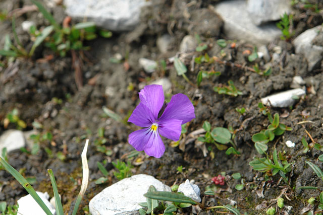 viola calcaraata