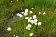 eriophorum scheuchzeri.1