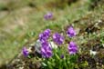 primula glutinosa