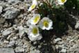 ranunculus glacialis1