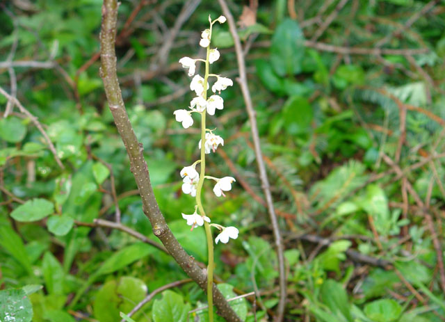 1.1_pirola_rotundifolia