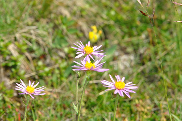 6_aster_alpinus