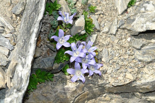 9.1_campanula_cenisia